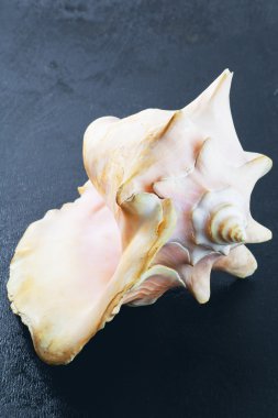 Mavi arka planda deniz kabuğu