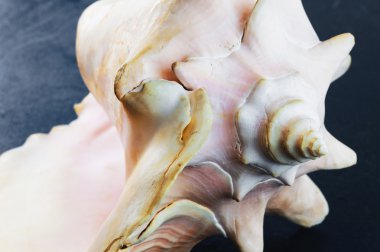 Mavi arka planda deniz kabuğu