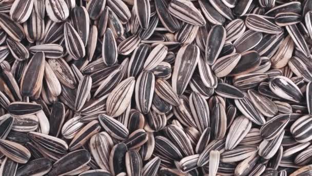 Rotation Striped Sunflower Seeds View — Stock Video