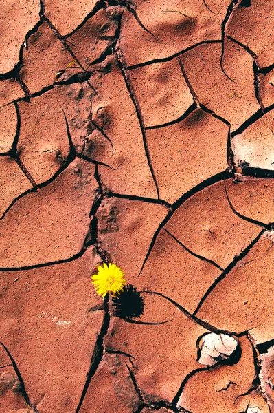 破碎干土的背景和质地 孤独的蒲公英穿过裂缝 — 图库照片