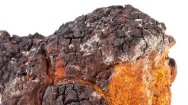 Beyaz arkaplanda Chaga mantarı.