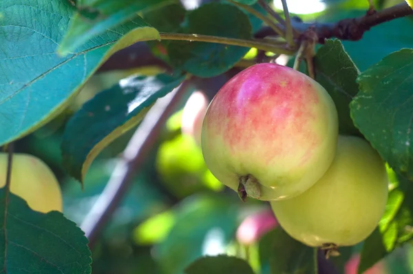 Manzanas maduras en una rama — Foto de Stock