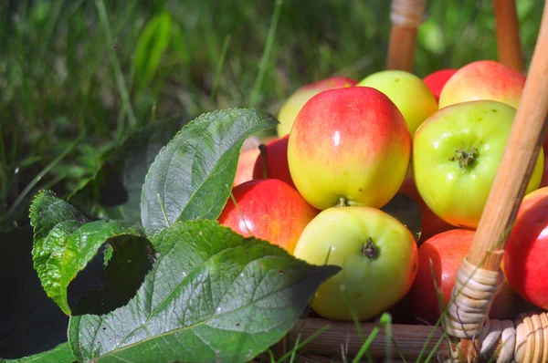 Las manzanas maduras en la cesta sobre la hierba — Foto de Stock