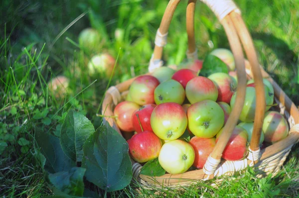 Ώριμα μήλα σε ένα καλάθι με ένα χόρτο — Φωτογραφία Αρχείου