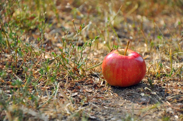 Pomme rouge mûre sur une herbe sèche — Photo