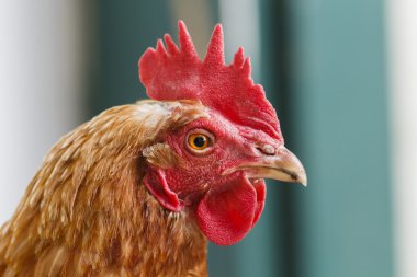 Tavuk kafa yakın çekim