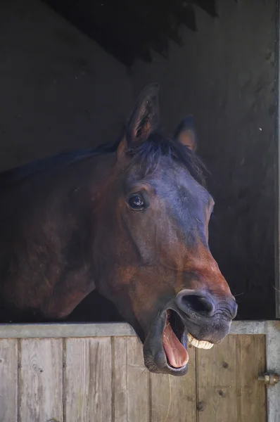 Rindo Retrato de Cavalo — Fotografia de Stock