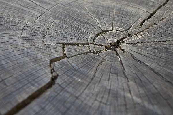 Texture du tronc d'arbre — Photo