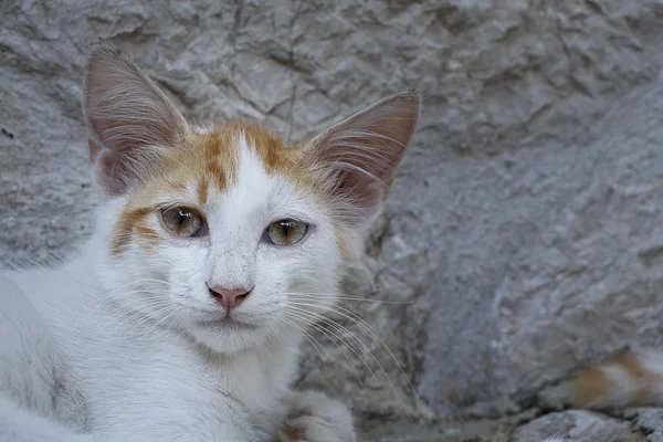 Gatos a olhar para a CÂMARA — Fotografia de Stock