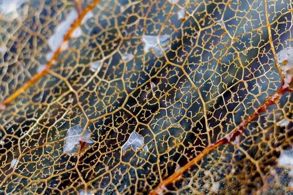 Аннотация Dead Leaf Close Up — стоковое фото