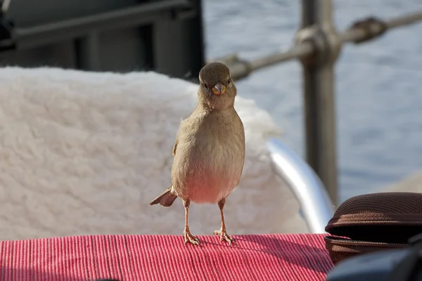 Pequeno pássaro olhando para a câmera — Fotografia de Stock