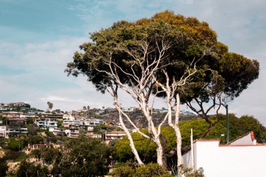 Ağaçlar ve Binalar, Laguna Beach, Kaliforniya