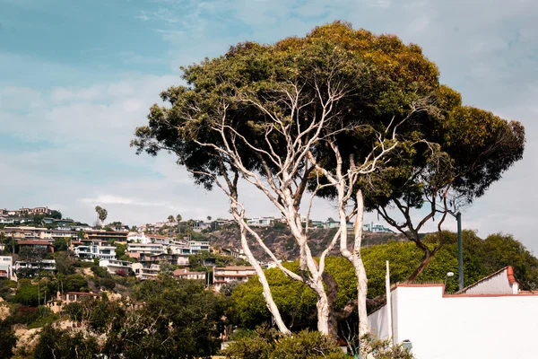 Bomen en gebouwen in Laguna Beach, Californië — Stockfoto