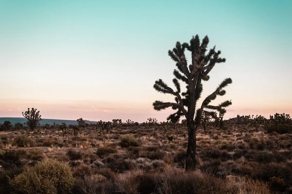 Пустыня Мохаве возле шоссе 66 в Калифорнии — стоковое фото