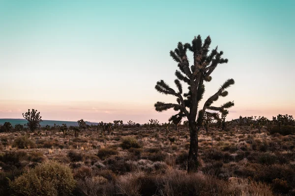 Közelében a Route 66, a kaliforniai Mojave-sivatagban — Stock Fotó