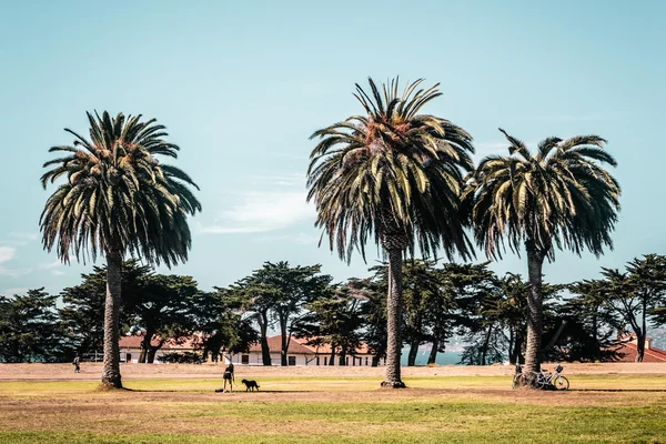 Palmbomen in San Francisco — Stockfoto