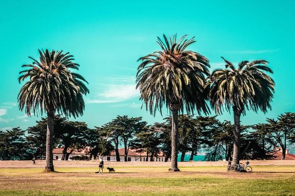 Palm Trees in San Francisco — Stock Photo, Image