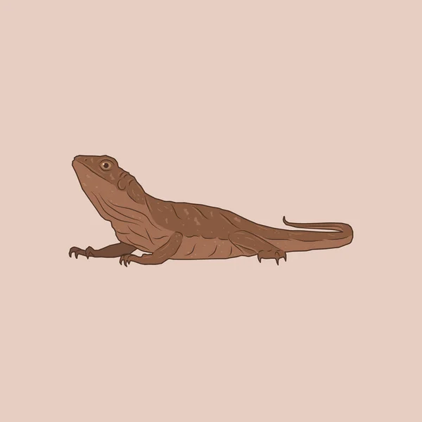 一种长尾巴的褐色蜥蜴的图例 — 图库矢量图片