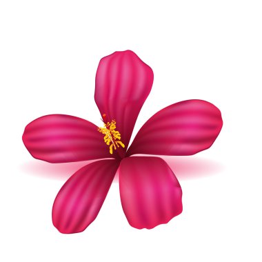 Vektör gerçekçi çiçek 