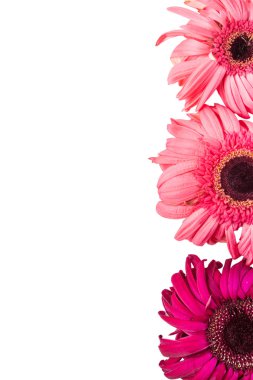 Gerbera beyaz arkaplan üzerine