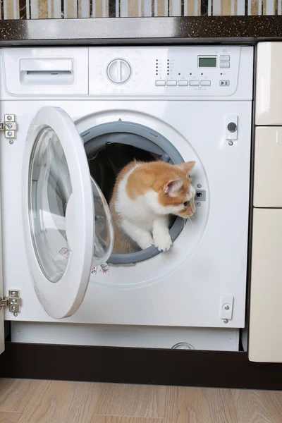 kedi çamaşır makinesinde
