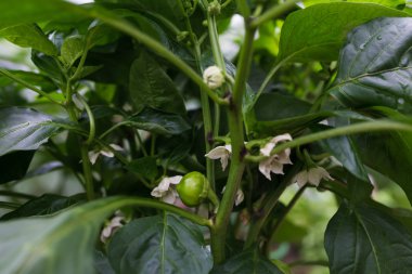 yeşil kırmızı biber büyüyen