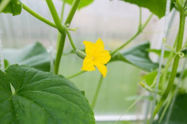 küçük salatalık çiçeği ile