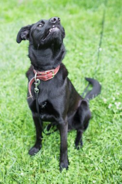 Köpek gülümsüyor ve hava kokulu