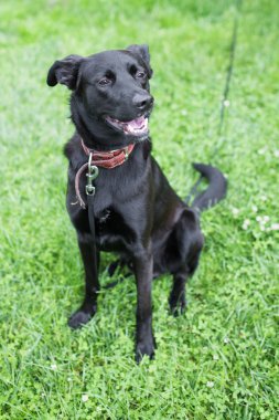 Köpek gülümsüyor ve çim üzerinde oturan