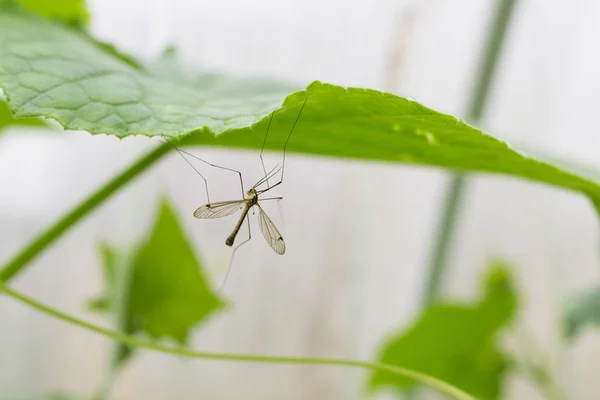 yaprak üzerinde büyük sivrisinek