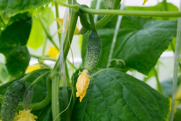 küçük büyüyen salatalık