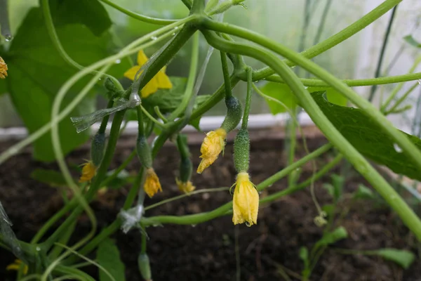 küçük büyüyen salatalık