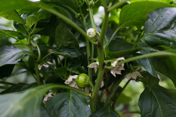 yeşil kırmızı biber büyüyen