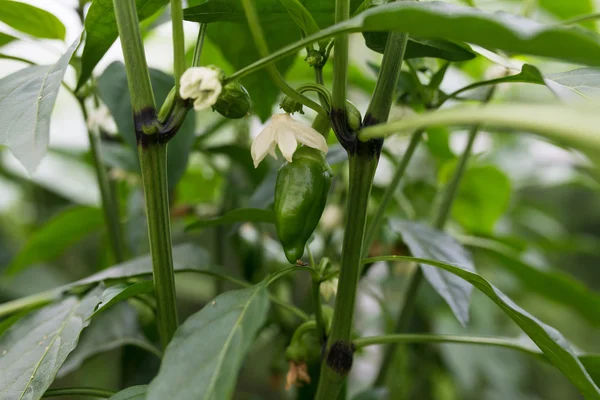 yeşil kırmızı biber büyüyen