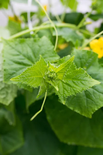 Salatalık yaprakları