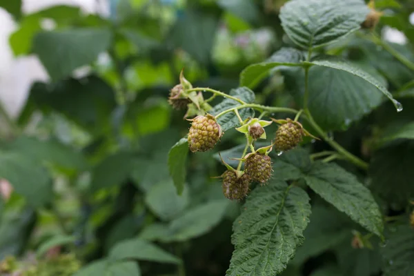 Ahududu olgunlaşmamış meyveler