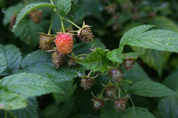 Ahududu olgunlaşmamış meyveler