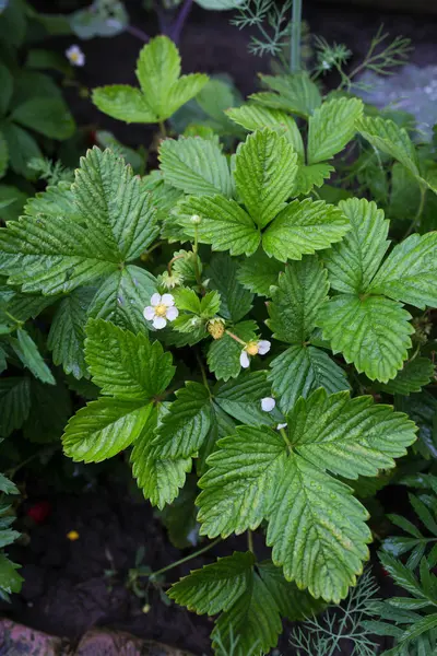 olgunlaşmamış çilek büyüyen