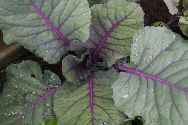 yağmur sonra kırmızı lahana