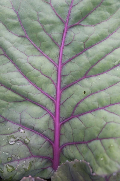 Kırmızı lahana yaprağı