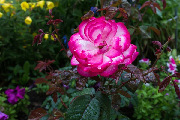 yağmur sonra pembe Gül