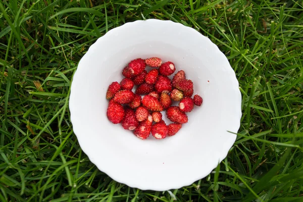 Erdbeere in Schüssel — Stockfoto