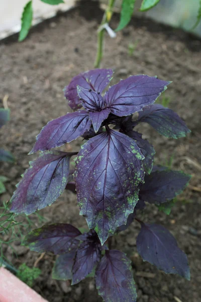 Mor fesleğen büyüyen