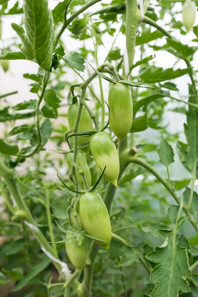 Yeşil domates büyüyen