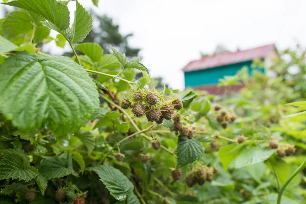 Ahududu olgunlaşmamış dal