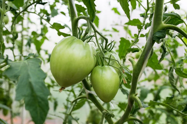 Yeşil domates büyüyen