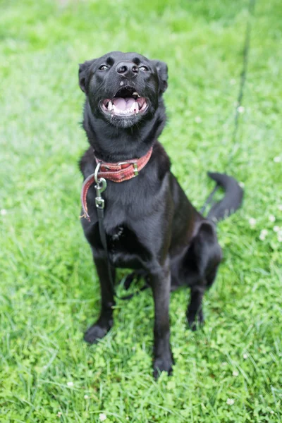 Köpek gülümsüyor ve çim üzerinde oturan