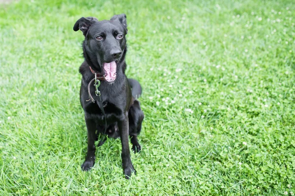 Köpek gülümsüyor ve esneme