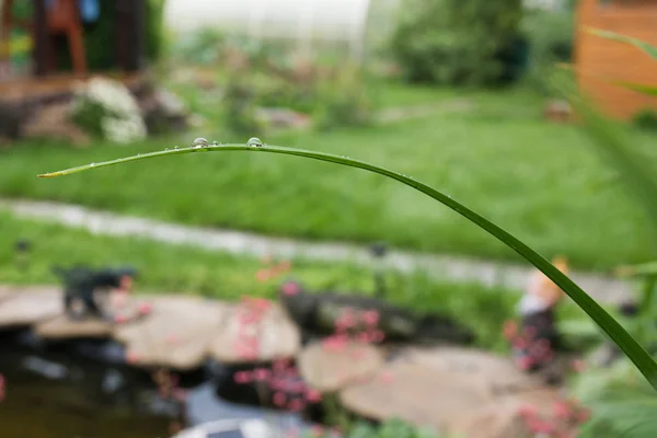Çimenlerin üzerinde su damlaları