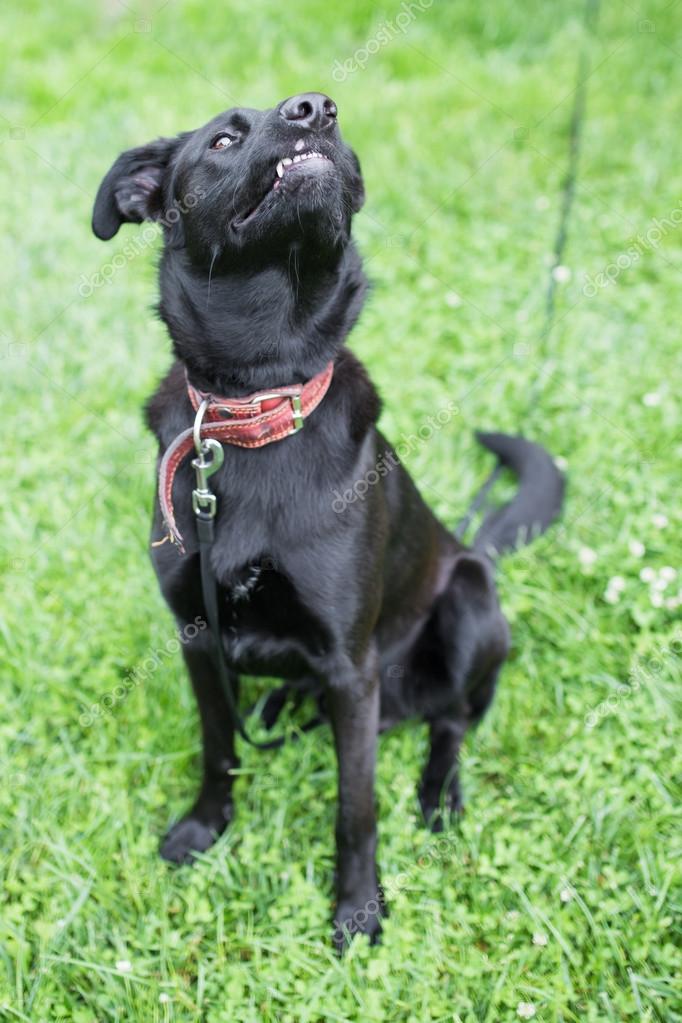 Dog smiling and smelling the air — Stock Photo © Ekkka 115717182